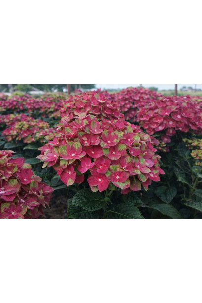 Hydrangea Rembrandt® Rosso Glory